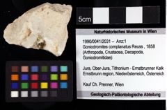 Foto (Objket + Etiketten) von Goniodromites complanatus (Reuss, 1858) 